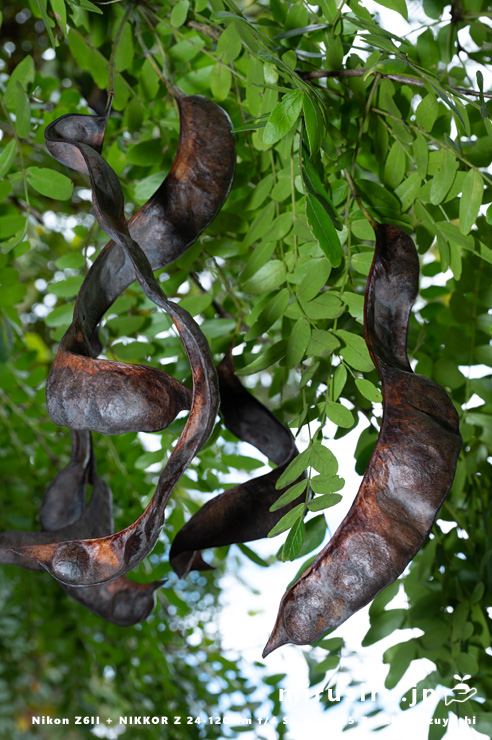 サイカチの熟した実　相模原市南区当麻・八景の棚　2025/11/12