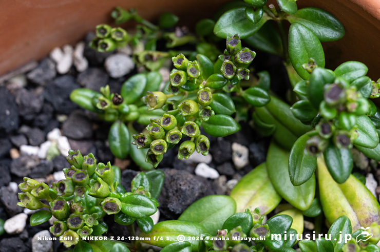 実がなったソナレムグラ　茅ヶ崎市浜之郷　2025/11/13