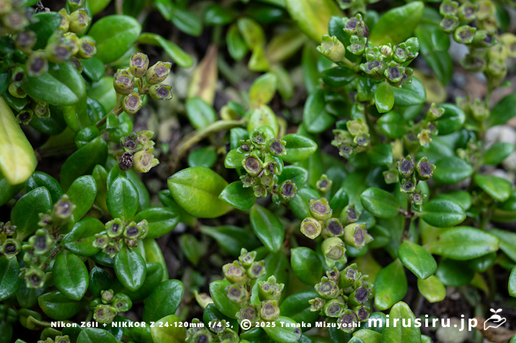 実がなったソナレムグラ　茅ヶ崎市浜之郷　2025/11/13