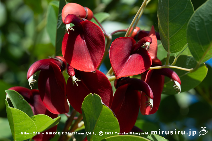 秋咲きしたアメリカデイゴ(マルバデイゴ)の花 鎌倉市・大船フラワーセンター 2025/11/15