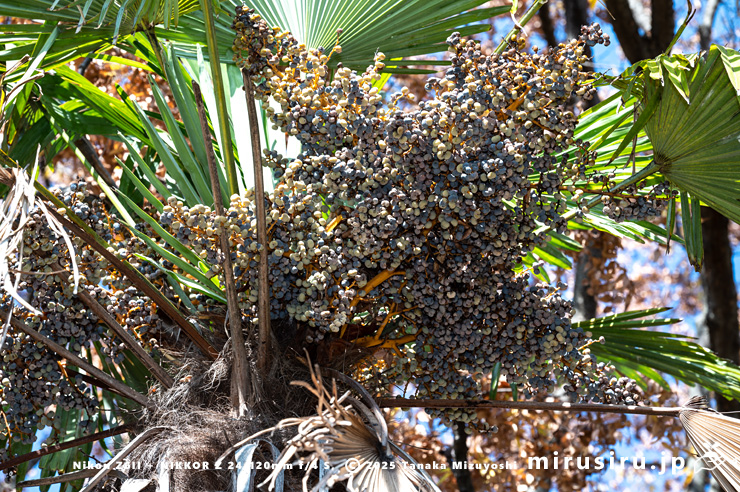 トウジュロの熟してきた実　鎌倉市・大船フラワーセンター　2025/11/15