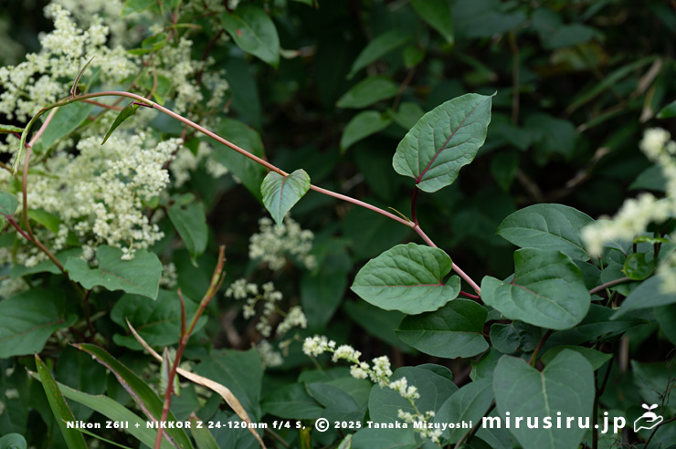 ファロピアの茎先端　三浦市南下浦町松輪・剱崎　2025/11/19
