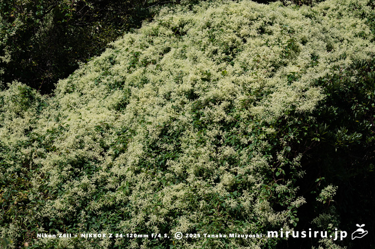 丘陵地に逸出した開花中のファロピア　三浦市南下浦町松輪・剱崎　2025/11/19