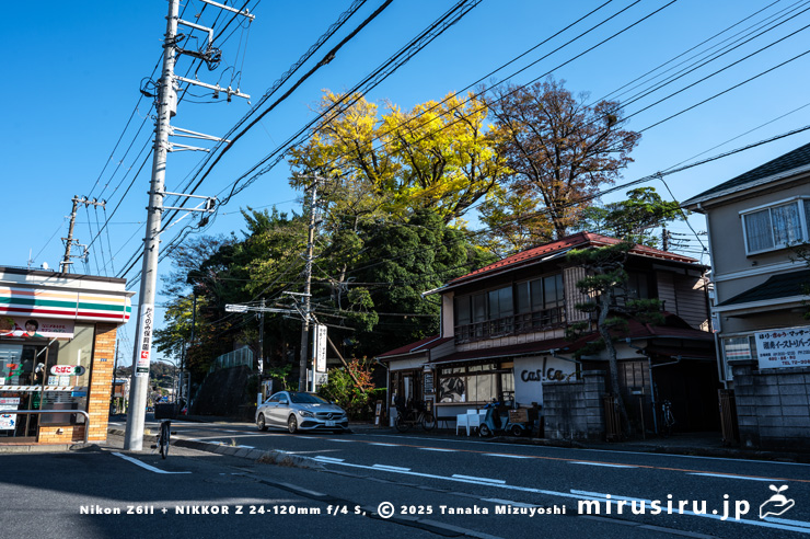 県指定天然記念物「五霊神社の大イチョウとその周辺の樹木」の黄葉　逗子市沼間・五霊神社　2025/11/20