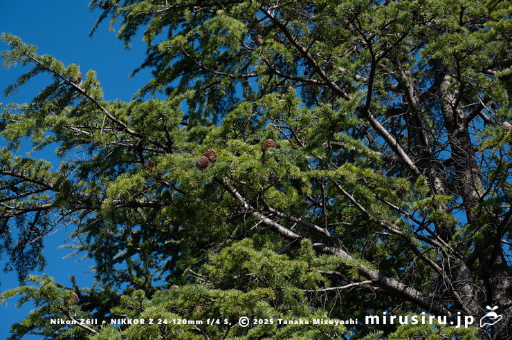 実が熟しかけているヒマラヤスギ（ヒマラヤシーダ）の雌株　伊勢原市　2025/11/21