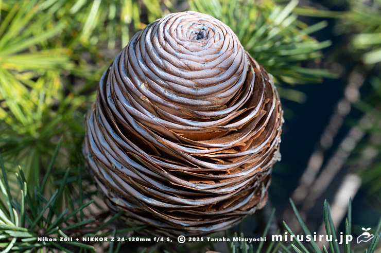 ヒマラヤスギ（ヒマラヤシーダ）の熟し始めた実　伊勢原市　2025/11/21