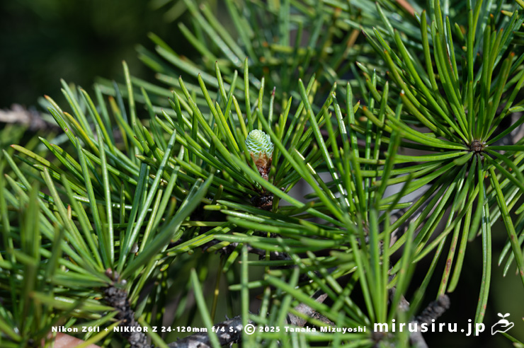 ヒマラヤスギ（ヒマラヤシーダ）の雌花　伊勢原市　2025/11/21