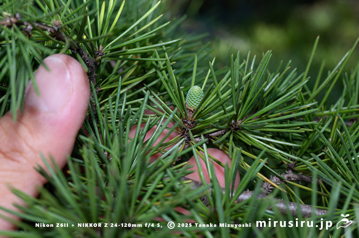 ヒマラヤスギ（ヒマラヤシーダ）の雌花のサイズ感　伊勢原市　2025/11/21
