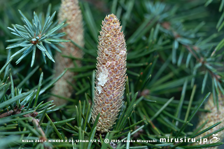 ヒマラヤスギ（ヒマラヤシーダ）の雄花　伊勢原市　2025/11/21