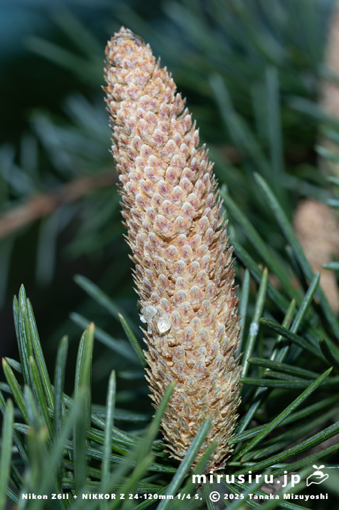 ヒマラヤスギ（ヒマラヤシーダ）の雄花　伊勢原市　2025/11/21