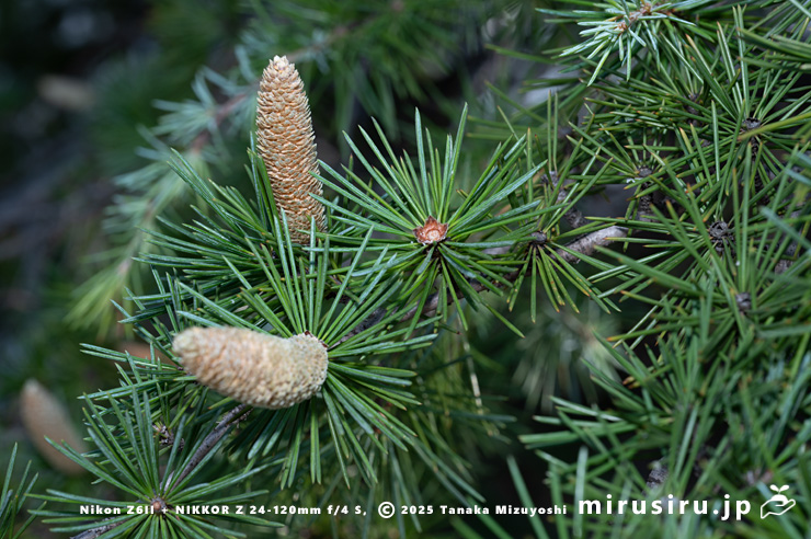 ヒマラヤスギ（ヒマラヤシーダ）の雄花の脱落痕　伊勢原市　2025/11/21