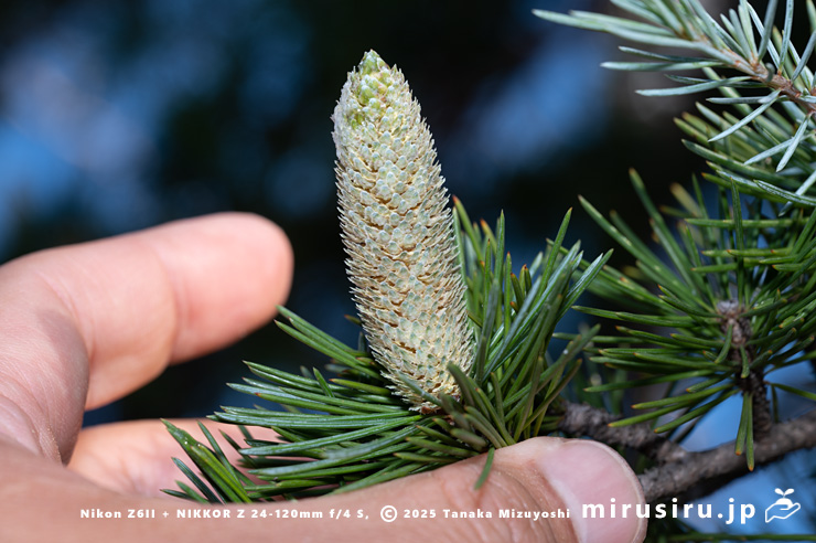 ヒマラヤスギ（ヒマラヤシーダ）の雄花のサイズ感　伊勢原市　2025/11/21