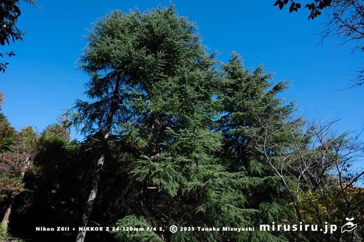 ヒマラヤスギ（ヒマラヤシーダ）　横浜市金沢区・金沢自然公園　2025/11/22