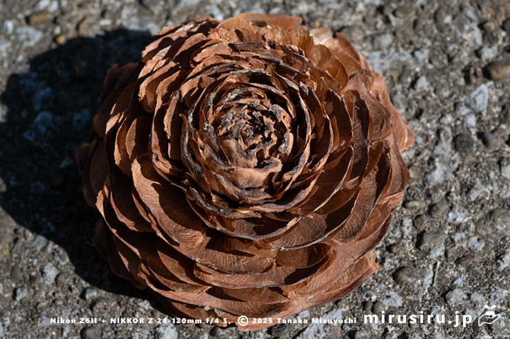 ヒマラヤスギ（ヒマラヤシーダ）の地面に落ちた実（シダーローズ）　横浜市金沢区・金沢自然公園　2025/11/22