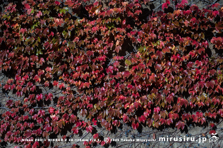 ツタの紅葉　大磯町大磯　2025/11/24