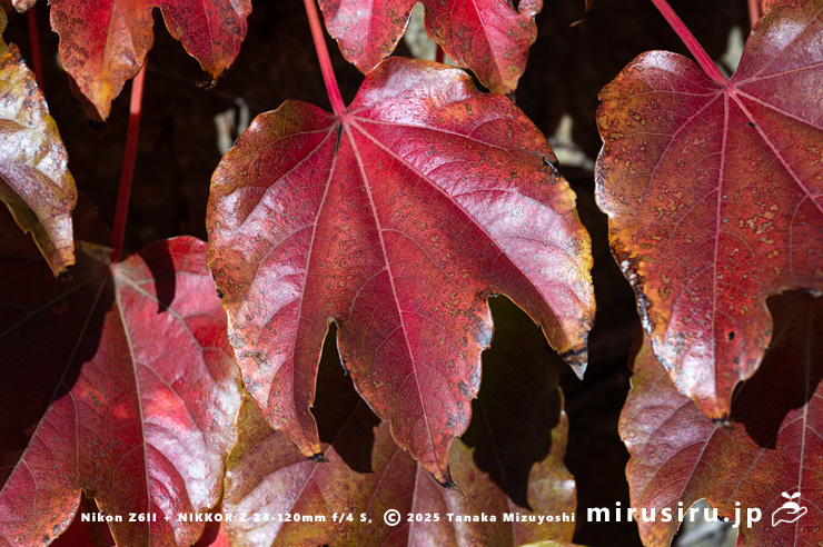 ツタの紅葉　大磯町大磯　2025/11/24