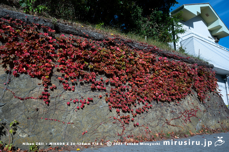 ツタの紅葉　大磯町大磯　2025/11/24