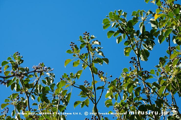 実が熟してきたヤマグルマ 鎌倉市・大船フラワーセンター 2025/11/24