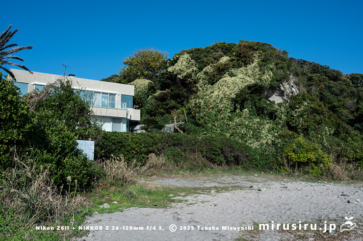 丘陵地に逸出した開花中のファロピア　三浦市南下浦町松輪・剱崎　2025/11/26