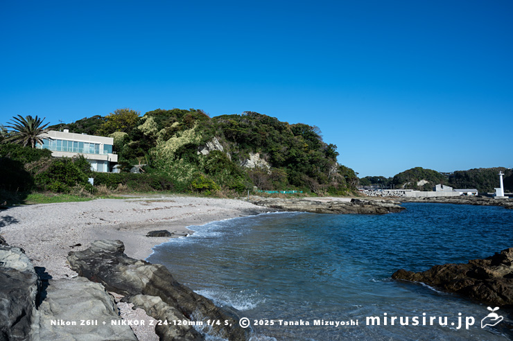 丘陵地に逸出した開花中のファロピア　三浦市南下浦町松輪・剱崎　2025/11/26
