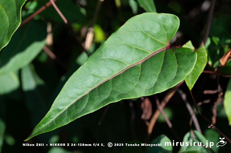 ファロピアの葉　三浦市南下浦町松輪・剱崎　2025/11/26