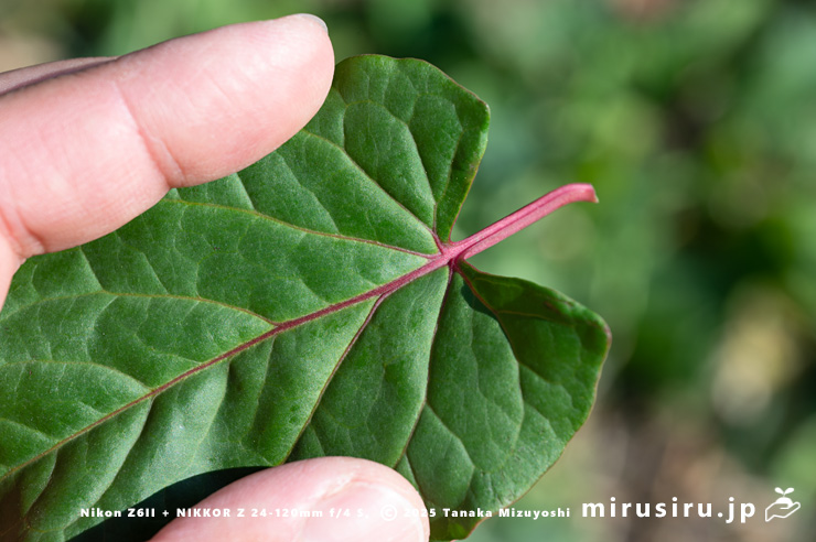 ファロピアの葉身基部　三浦市南下浦町松輪・剱崎　2025/11/26
