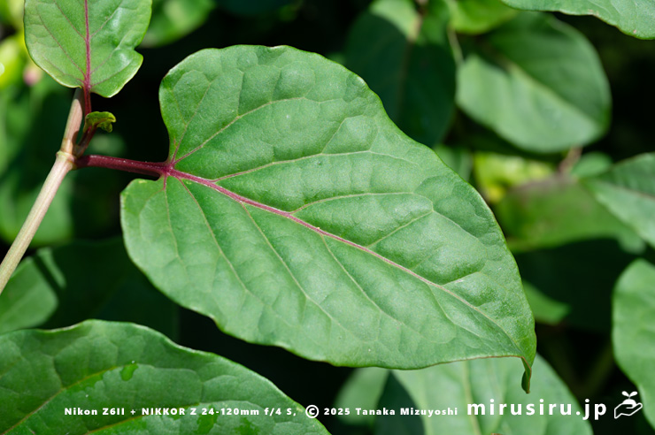 ファロピアの葉　三浦市南下浦町松輪・剱崎　2025/11/26