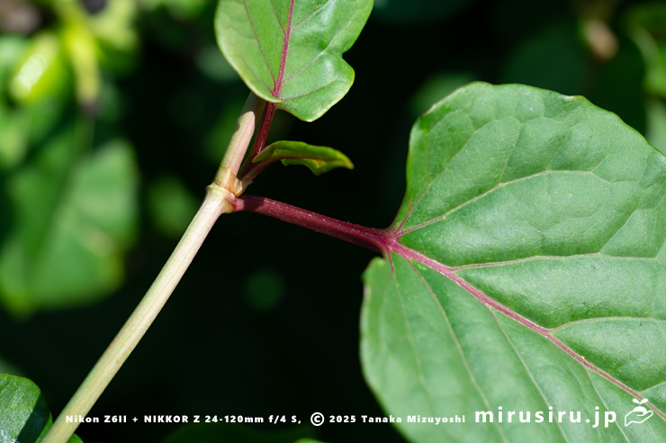 ファロピアの葉柄　三浦市南下浦町松輪・剱崎　2025/11/26