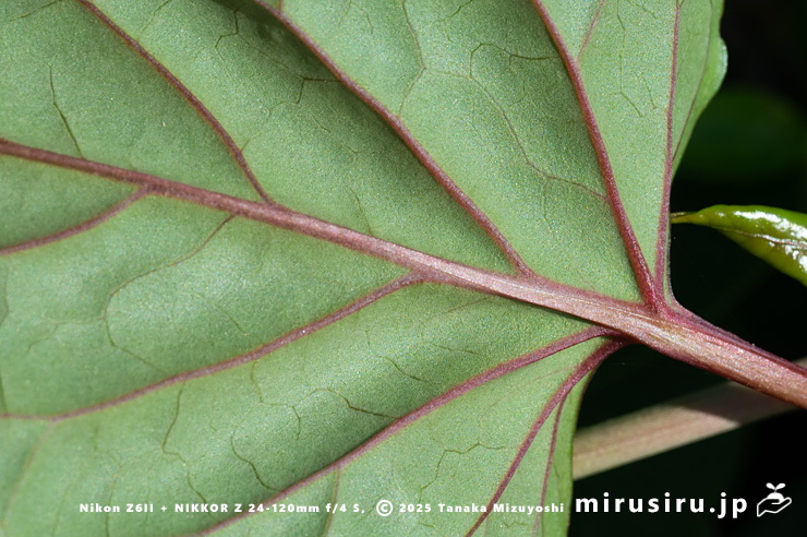 ファロピアの葉裏　三浦市南下浦町松輪・剱崎　2025/11/26