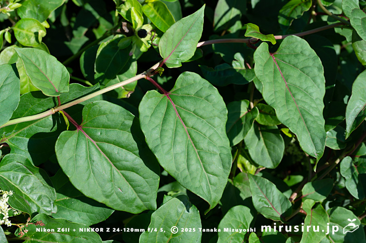 ファロピアの葉　三浦市南下浦町松輪・剱崎　2025/11/26
