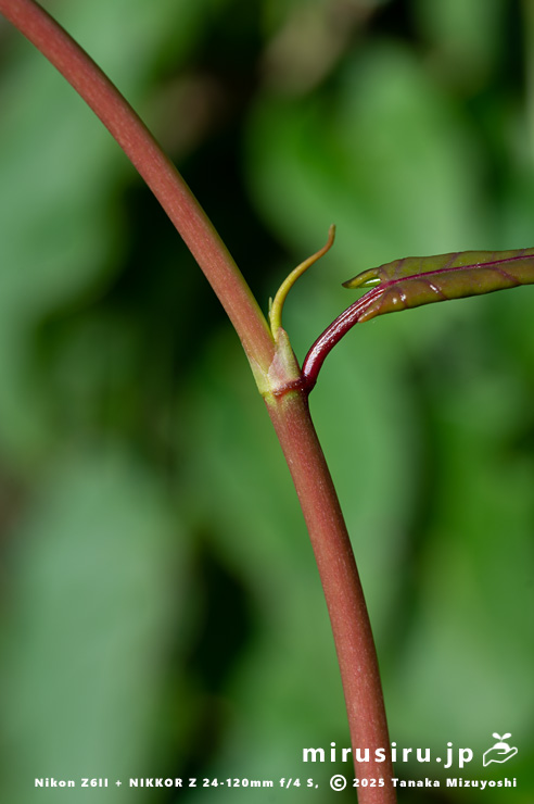 ファロピアの茎　三浦市南下浦町松輪・剱崎　2025/11/26