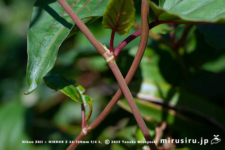 ファロピアの茎　三浦市南下浦町松輪・剱崎　2025/11/26