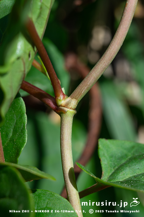 ファロピアの茎　三浦市南下浦町松輪・剱崎　2025/11/26