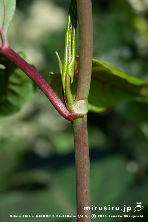ファロピアの茎　三浦市南下浦町松輪・剱崎　2025/11/26