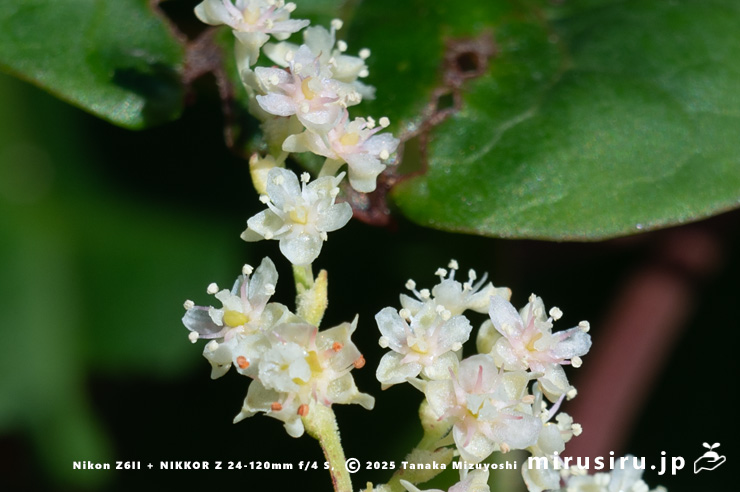 ファロピアの花　三浦市南下浦町松輪・剱崎　2025/11/26