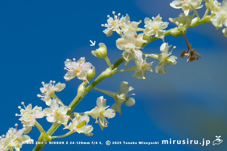 ファロピアの蕾（白色矢印）　三浦市南下浦町松輪・剱崎　2025/11/26
