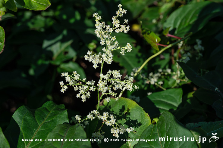 ファロピアの満開の花序　三浦市南下浦町松輪・剱崎　2025/11/26