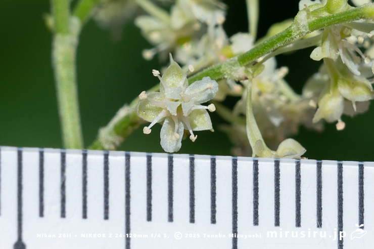 ファロピアの花（小花径4mm弱）　三浦市南下浦町松輪・剱崎　2025/11/26