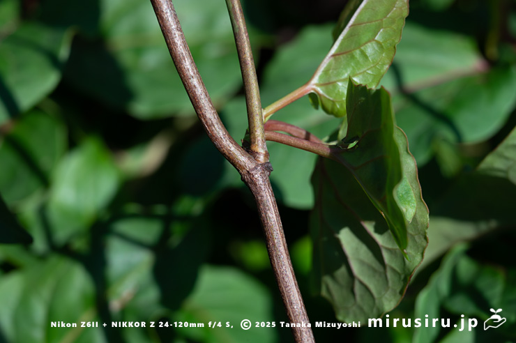 ファロピアの木質化した茎　三浦市南下浦町松輪・剱崎　2025/11/26