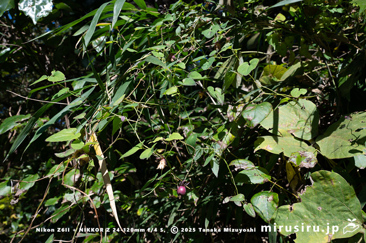 花が咲き終わって実が熟してきたツルギキョウ　横須賀市・長坂緑地（沢山池の里山）　2025/11/26