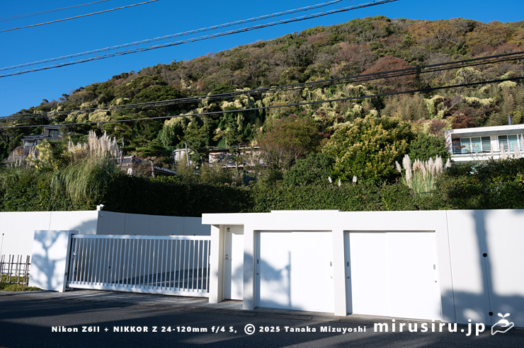 丘陵地に逸出した開花中のファロピア（穂はパンパスグラス）　葉山町一色・はやま三ヶ岡山緑地　2025/11/26