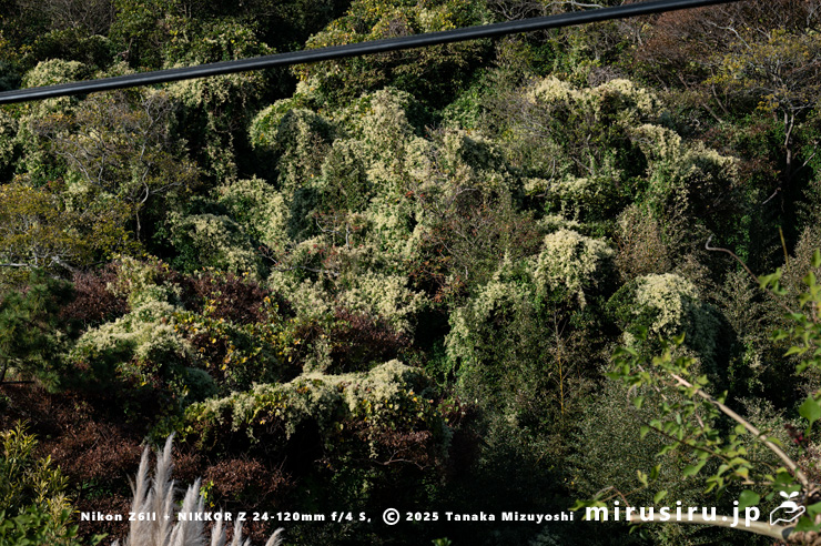丘陵地に逸出した開花中のファロピア　葉山町一色・はやま三ヶ岡山緑地　2025/11/26