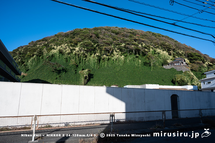 丘陵地に逸出した開花中のファロピア　葉山町一色・はやま三ヶ岡山緑地　2025/11/26