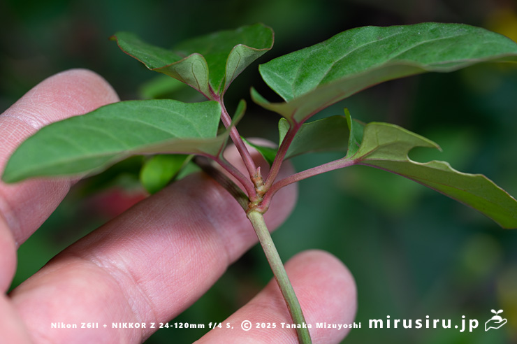 ファロピアの束生して見える葉（1枚＋腋生4枚）　葉山町一色・三ヶ下　2025/11/26