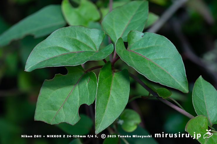 ファロピアの束生して見える葉（1枚＋腋生4枚）　葉山町一色・三ヶ下　2025/11/26
