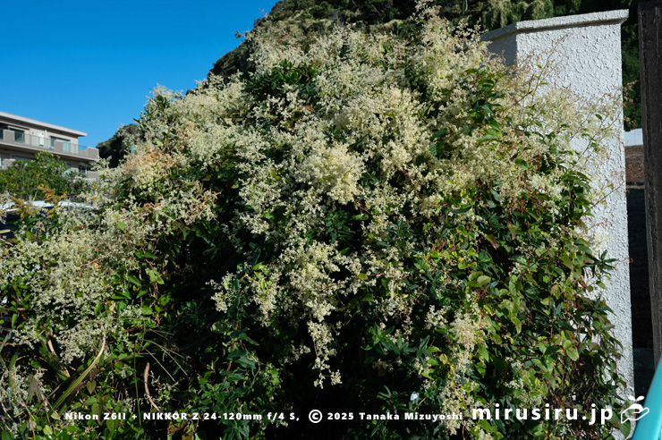 満開（ややピーク過ぎ）のファロピア　葉山町一色・三ヶ下　2025/11/27