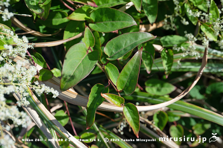 ファロピアの茎先端の葉　葉山町一色・三ヶ下　2025/11/27