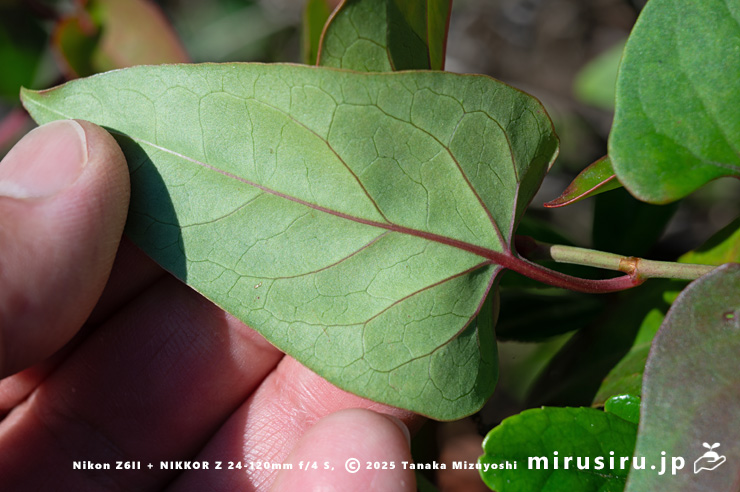 ファロピアの葉裏　葉山町一色・三ヶ下　2025/11/27