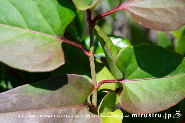ファロピアの茎と葉　葉山町一色・三ヶ下　2025/11/27