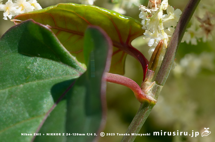 ファロピアの葉（1枚＋腋生1.5枚）　葉山町一色・三ヶ下　2025/11/27